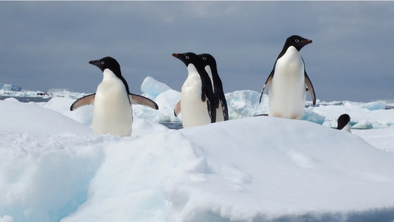 Die unvergaengliche schoenheit der chilenischen region patagonien und der antarktispinguine antarktische halbinsel 4