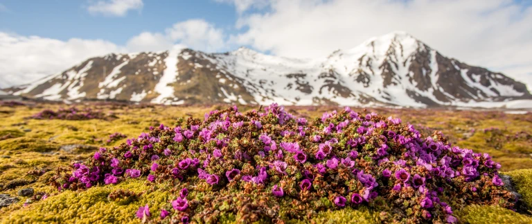 Drei arktische inseln spitzbergen groenland islandarktische pflanzenwelt shutterstock aspect ratio 1500 630