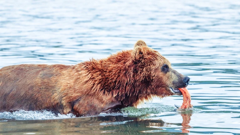 East meets west japan kamtschatka und alaskakamtschatkabaer beim lachsfang