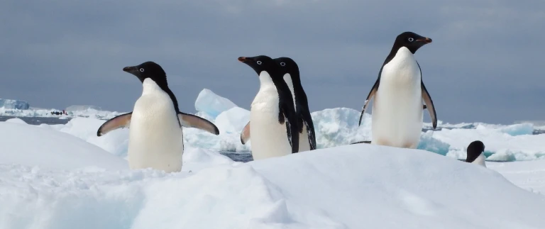 Eisabenteuer bis ueber den suedpolarkreis grosse expeditionsroute intensiv mit suedpolarkreispinguine antarktische halbinsel 4 aspect ratio 1500 630 6