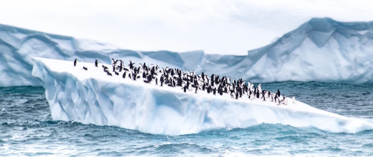 Entdeckerkreuzfahrt antarktische halbinsel und das extreme weddelmeerpinguine auf eisscholle aspect ratio 1500 630