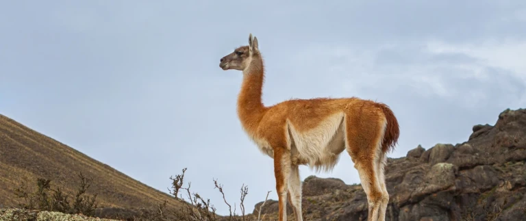 Entdeckung der chilenischen fjordechris stenger guanaco tprres del paine aspect ratio 1500 630