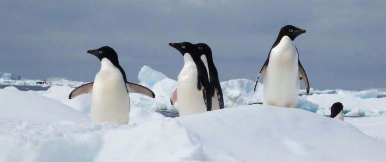 Epische antarktis ueberquerung des polarkreises ueber die falklandinseln und suedgeorgienpinguine antarktische halbinsel 4 aspect ratio 1500 630