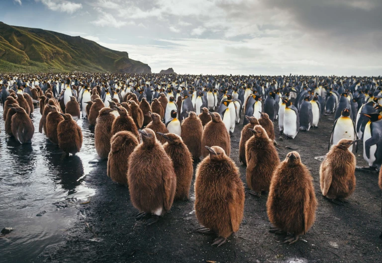 Epische antarktis ueberquerung des polarkreises ueber die falklandinseln und suedgeorgienquark expeditions  epic antarctica crossing the circle via falklands malvinas south georgia img 0094 david merron scaled