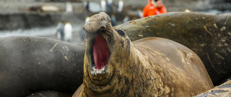 Epische antarktis ueberquerung des polarkreises ueber die falklandinseln und suedgeorgiensuedgoergien antarktis aspect ratio 1500 630