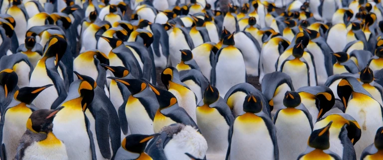 Epische antarktis ueberquerung des polarkreises ueber die falklandinseln und suedgeorgiensuedgoergien antarktis koenigspinguine 9 aspect ratio 1500 630 1