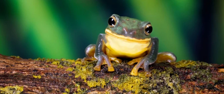 Expedition amazonas stromabwaerts wildes meisterwerk der schoepfung von iquitos nach belemamazonas frosch aspect ratio 1500 630