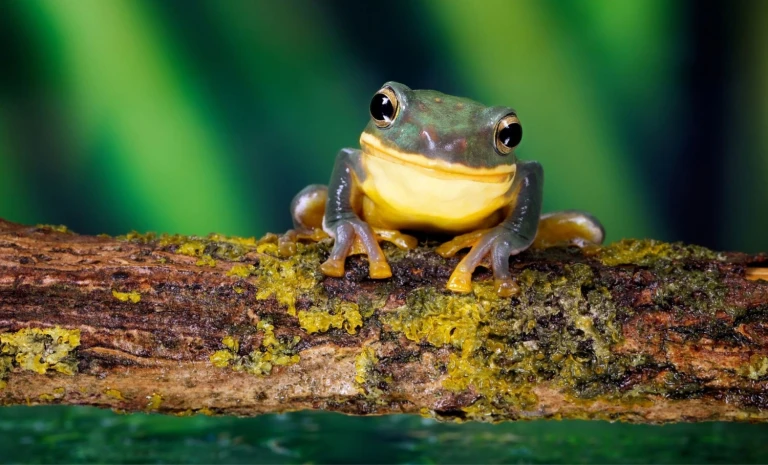 Expedition amazonas stromabwaerts wildes meisterwerk der schoepfung von iquitos nach belemamazonas frosch