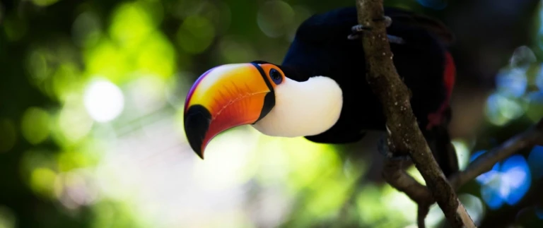 Expedition amazonas stromaufwaerts verborgene seiten einer fluss legende hanseatic nature von belem nach iquitosamazonas dschungel tucan aspect ratio 1500 630