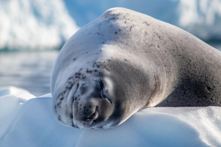 Expedition antarktis grosse expeditionsroute intensiv mit hapag lloyd cruisesseeleopard henrypallwulff