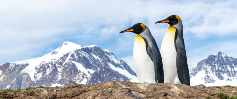 Expedition antarktis grosse expeditionsroute intensiv mit suedpolarkreis und kap hoorn mit hapag lloyd cruisessuedgoergien antarktis koenigspinguine 10 aspect ratio 1500 630 4