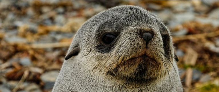 Suedgoergien antarktis pelzrobbe