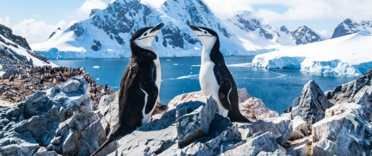 Expedition antarktis suedgeorgien falklandinselnshutterstock 1342057160 1500x630