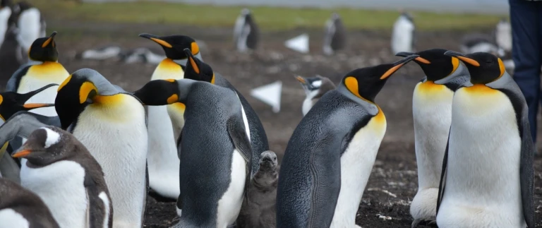 Expedition antarktis und falklandinseln 2pinguinkueken antarktis aspect ratio 1500 630