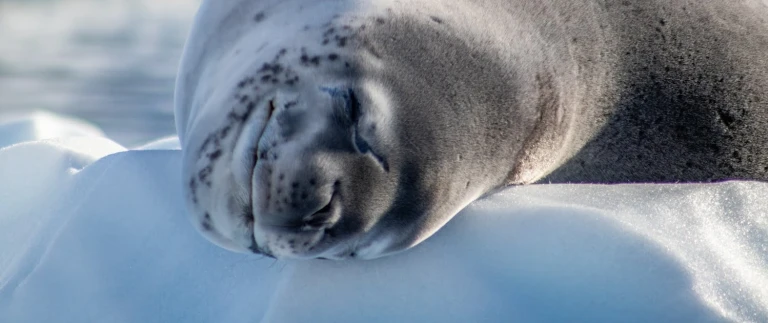 Expedition antarktis und falklandinselnhenrypallwulff img 8447 aspect ratio 1500 630