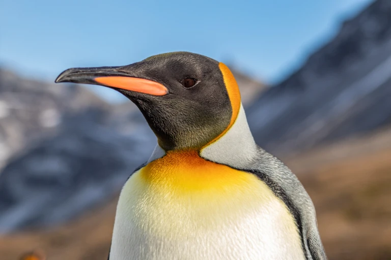 Expedition antarktis und suedgeorgienkoenigspinguin