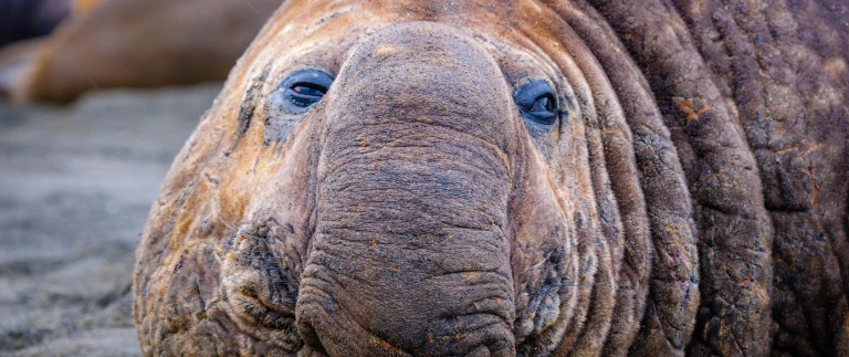 Expedition antarktis und suedgeorgienshutterstock 1172017024 scaled aspect ratio 1500 630 1 scaled