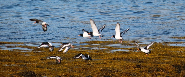 Expedition arktischer ozean aberdeen fair isle jan mayen eiskante spitzbergenjaxbartram water 3056436 1920 aspect ratio 1500 630