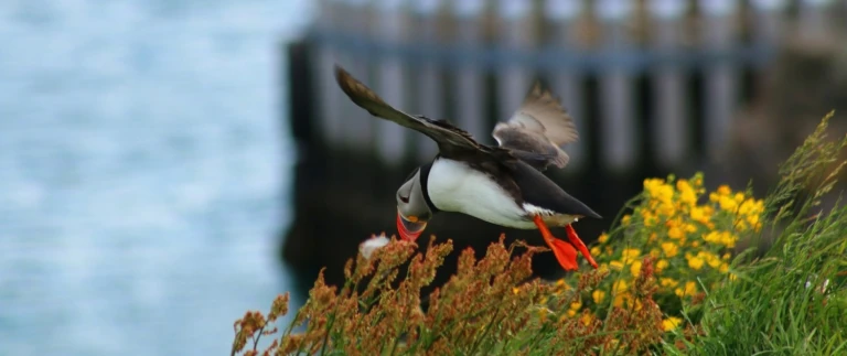 Expedition auf den spuren von erik dem rotennaturfreundpics puffin 3996482 1920 aspect ratio 1500 630