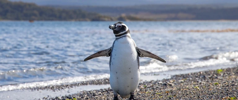 Expedition chilenische fjorde gignatisches bilderbuch der evolution mit hapag lloyd cruisessander crombach magellanpinguin aspect ratio 1500 630 2