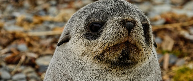 Suedgoergien antarktis pelzrobbe 