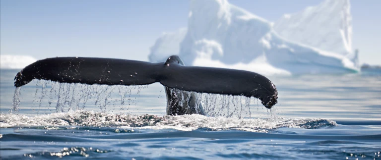 Expedition fuer echte antarktis entdecker mit albatros expeditions ocean victory oder ocean albatrosshutterstock 543673003 aspect ratio 1500 630