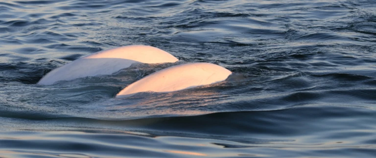 Expedition hudson bay und groenland das unbekannte meer kanadas als premiere mit hapag lloyd cruisesbelugawale arktis aspect ratio 1500 630
