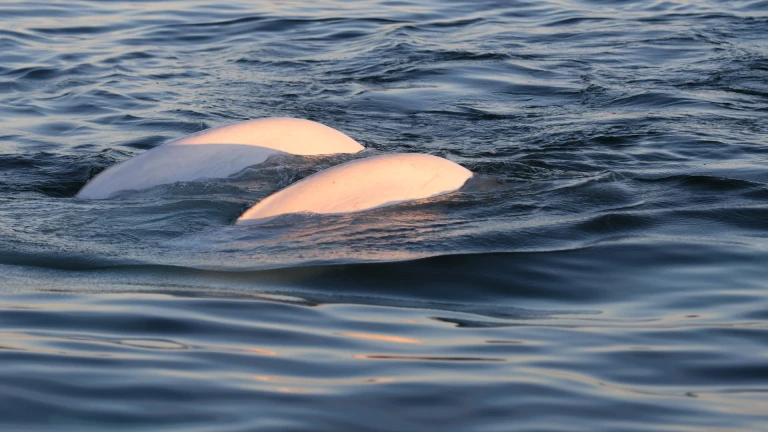 Expedition hudson bay und groenland das unbekannte meer kanadas als premiere mit hapag lloyd cruisesbelugawale arktis