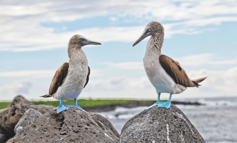 Expedition noerdl zentrale galapagos inselnblaufuss 1