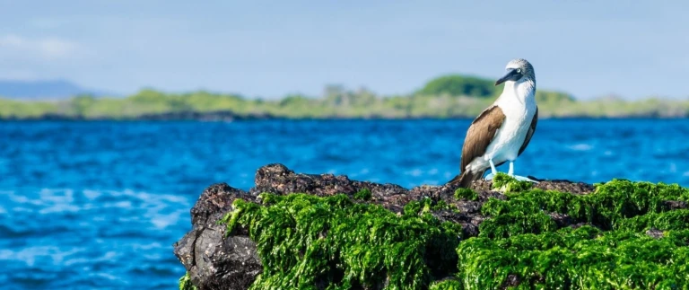 Expedition noerdl zentrale galapagos inselnblaufuss 3 aspect ratio 1500 630 5