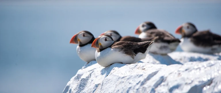 Expedition nordatlantik ein wahres arktisches abenteuer ocean albatros mit albatros expeditionspapageientaucher dave hostad aspect ratio 1500 630 1