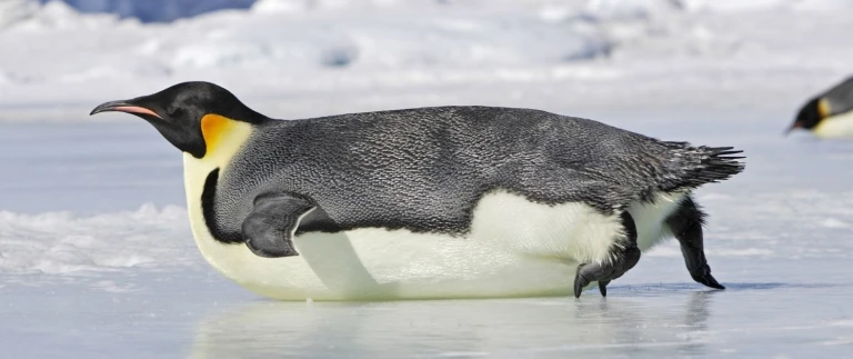 Expedition rossmeer auf scotts und shackletons spurenkaiserpinguin liegt aspect ratio 1500 630 1