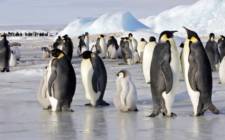 Expedition rossmeer auf scotts und shackletons spurenkaiserpinguinekolonie