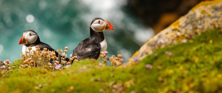 Expedition rund um irland die irische seele rau wild und geheimnisvoll hanseatic nature von porto nach dublinpapageientaucher aspect ratio 1500 630 2
