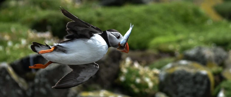 Expedition rund um island umrundung eines abenteuerlandessharon watters ie8f2bodhn4 unsplash scaled aspect ratio 1500 630 1 scaled