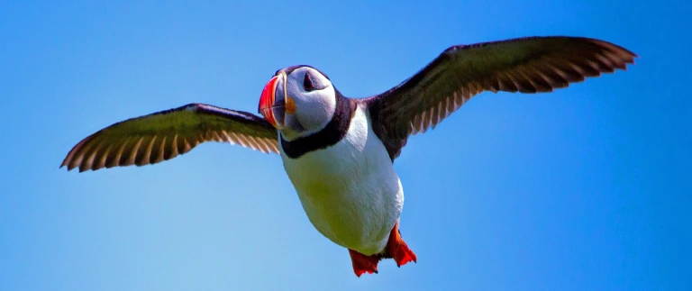 Expedition rund um islandjonathancannon puffin 2017413 1920 1 aspect ratio 1500 630