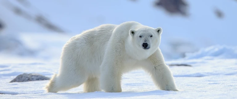 Expedition spitzbergen abenteuer und nordostgroenland zwischen eis und ehrfurcht mit hapag lloyd cruises ins2416 hanseatic inspiration von tromso nach longyearbyeneisbaer lang aspect ratio 1500 630 1