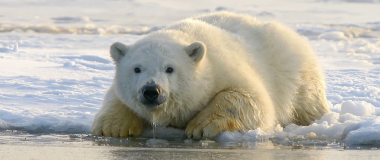 Expedition spitzbergen abenteuer wagnis in unberuehrter wildnishans jurgen mager kgrklqxmhr0 unsplash scaled aspect ratio 1500 630 scaled