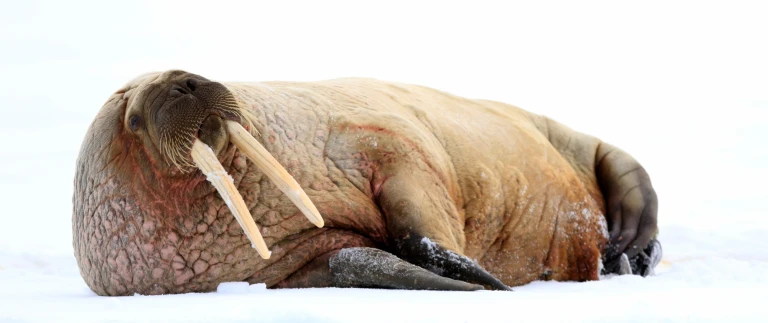 Expedition spitzbergen abenteuer wagnis in unberuehrter wildniswalross auf eisscholle scaled aspect ratio 1500 630 scaled