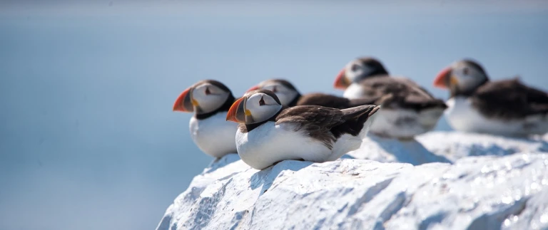 Expedition spitzbergen island und groenland trilogie polarer sehnsuchtszielepapageientaucher dave hostad aspect ratio 1500 630 3