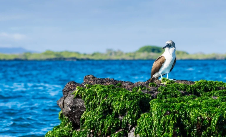 Expedition sued und mittelamerika mit panamakanal acht laender unzaehlige naturjuwele mit hapag lloyd cruisesblaufuss 3