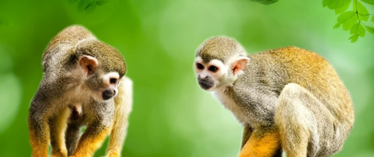 Expedition suedamerika mit panamakanal schaetze geheimnisvoller oekosysteme hanseatic inspiration von colon nach valparaisoamazonas affen aspect ratio 1500 630 1