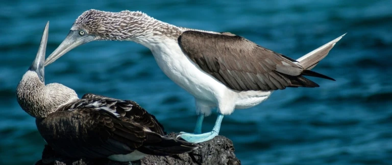 Expedition suedamerika mit panamakanal schaetze geheimnisvoller oekosysteme hanseatic inspiration von colon nach valparaisoblaufusstoelpel aspect ratio 1500 630