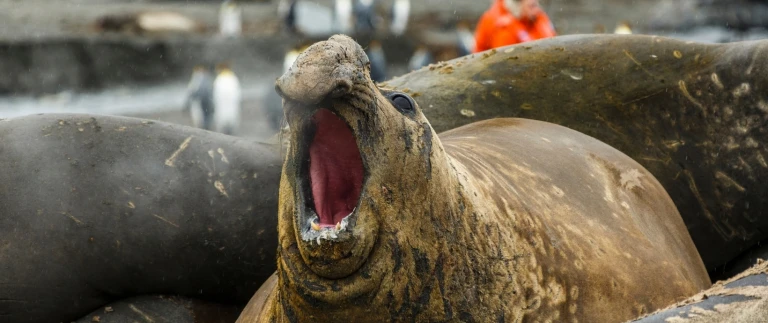 Expedition von kap zu kap expeditionstraum am ende der weltsuedgoergien antarktis aspect ratio 1500 630 4