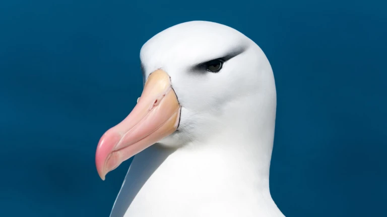 Expedition von kap zu kap expeditionstraum am ende der weltwest point islandalbatross