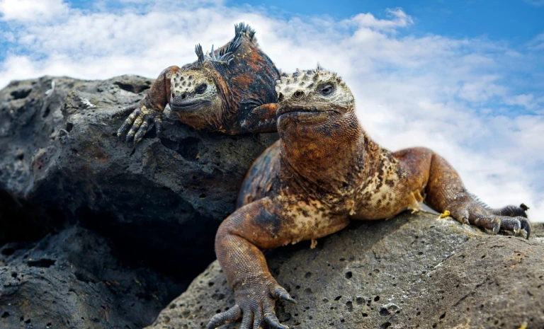 Expedition westl galapagos inselngalapagos inseln iguanas