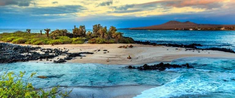 Galapagos Inseln Küstenlandschaft mit Tieren