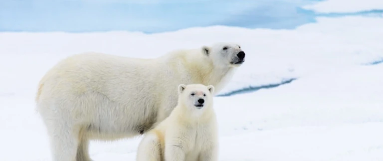 Expeditions kanadische arktis bis islandeisbaerin und baby aspect ratio 1500 630