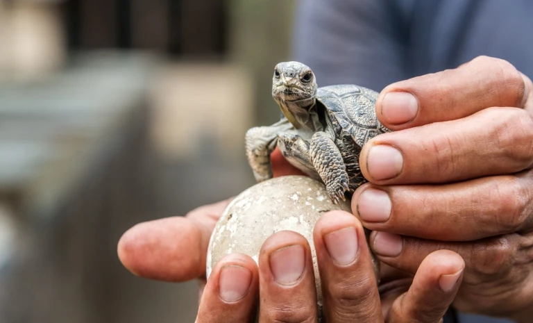 Galapagos schildkroete