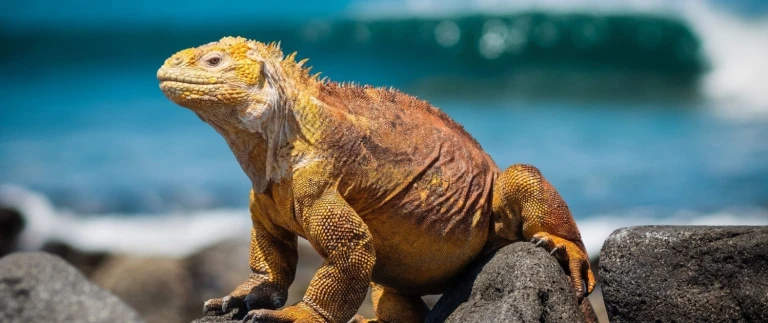 Expeditions seereise zum galapagos archipelgalapagos inseln leguan aspect ratio 1500 630 2